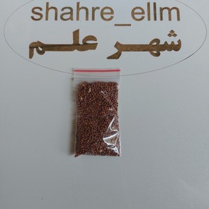 بذر فجل