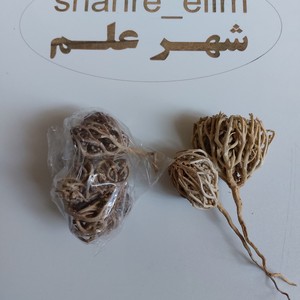 پنجه مریم