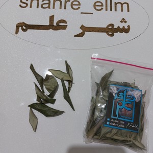برگ زیتون