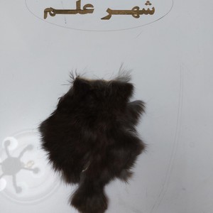 پوست خرگوش