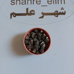 مورینگا