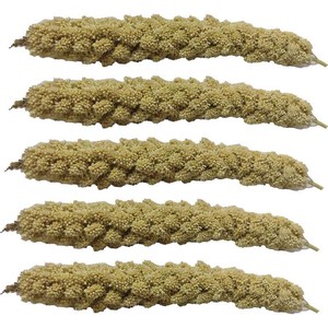 ارزن خوشه ای ویژه-تکی