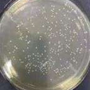 Bifidobacterium bb12