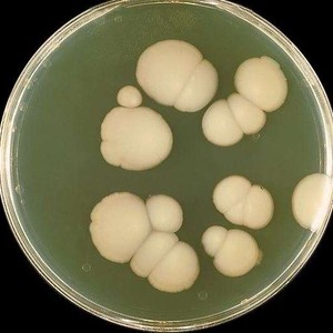 Candida albicans