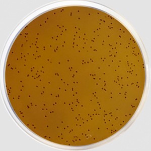 پلیت آماده KF Streptococcus Agar