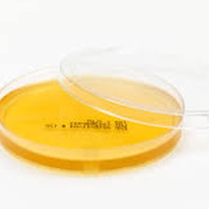 پلیت آماده Orange Serum Agar