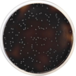 پلیت آماده Oxford Agar Base