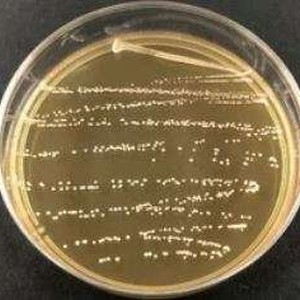 Lacto bacillus plantarum