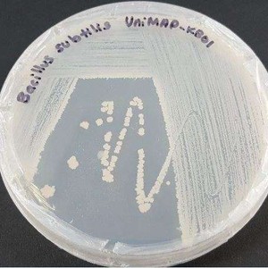 Bacillus subtilis