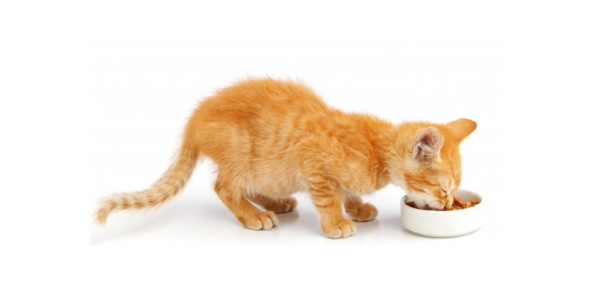 غذا گربه جوسرا